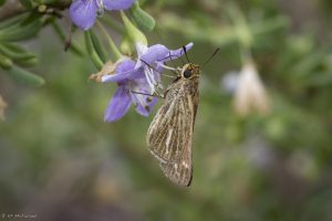 Salt Marsh Skipper nectaring Christmasberry. Photo K.P. McFarland