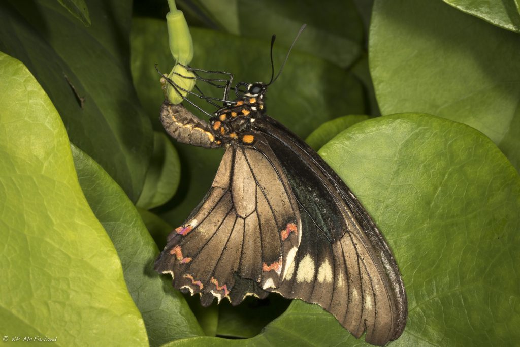 Polydamas Swallowtail (Battus polydamas) laying eggs on Pipevine. Photo K.P. McFarland