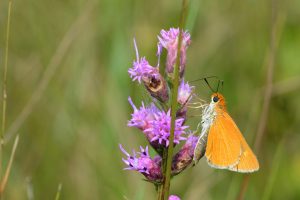 Palmetto Skipper, Kissammee Prairie Preserve. Photo Maxim Larrivée .