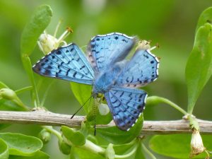 Blue Metalmark - Resaca de las   Palmas, Brownsville, Texas, Nov.6, 2015