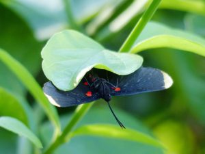 Red-bordered Pixie - Indian Ridge   B&B, Mission, Texas, Oct. 28, 2015