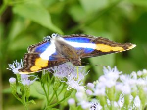 Silver Emperor - Nat. Butterfly Centre, Mission, Texas, Nov. 10, 2015