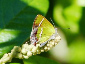 Silver-banded Hairstreak - Estero Llano Grande S.P., Weslaco, Texas, Nov. 1, 2015