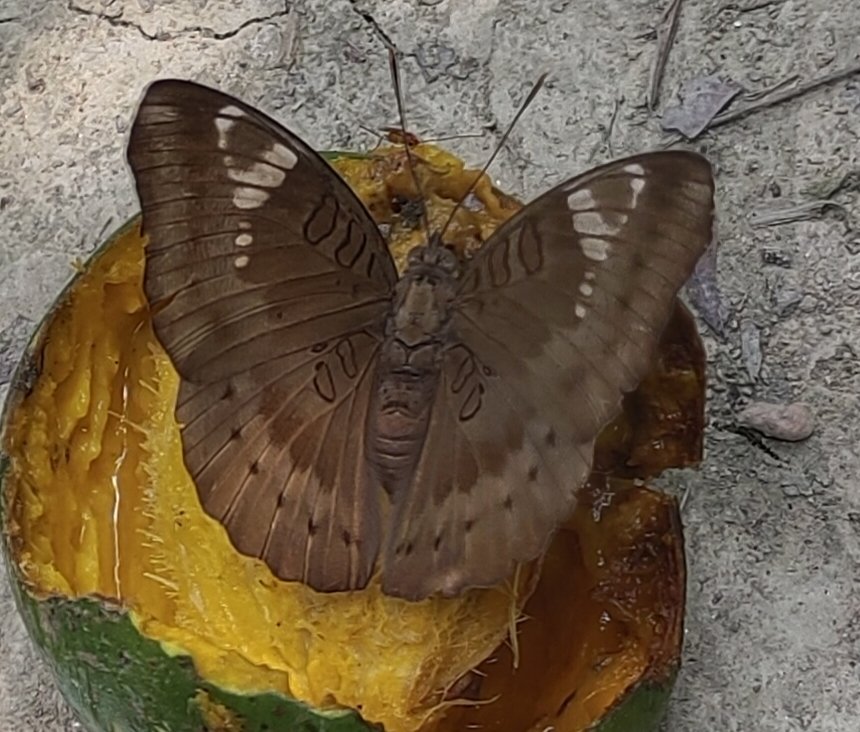 Common Baron
