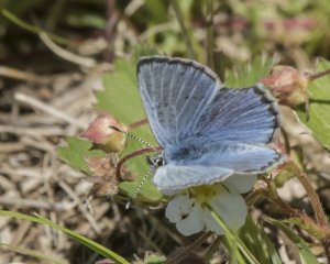 Glaucopsyche lygdamus image