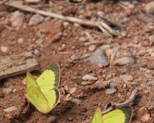 Colias interior image