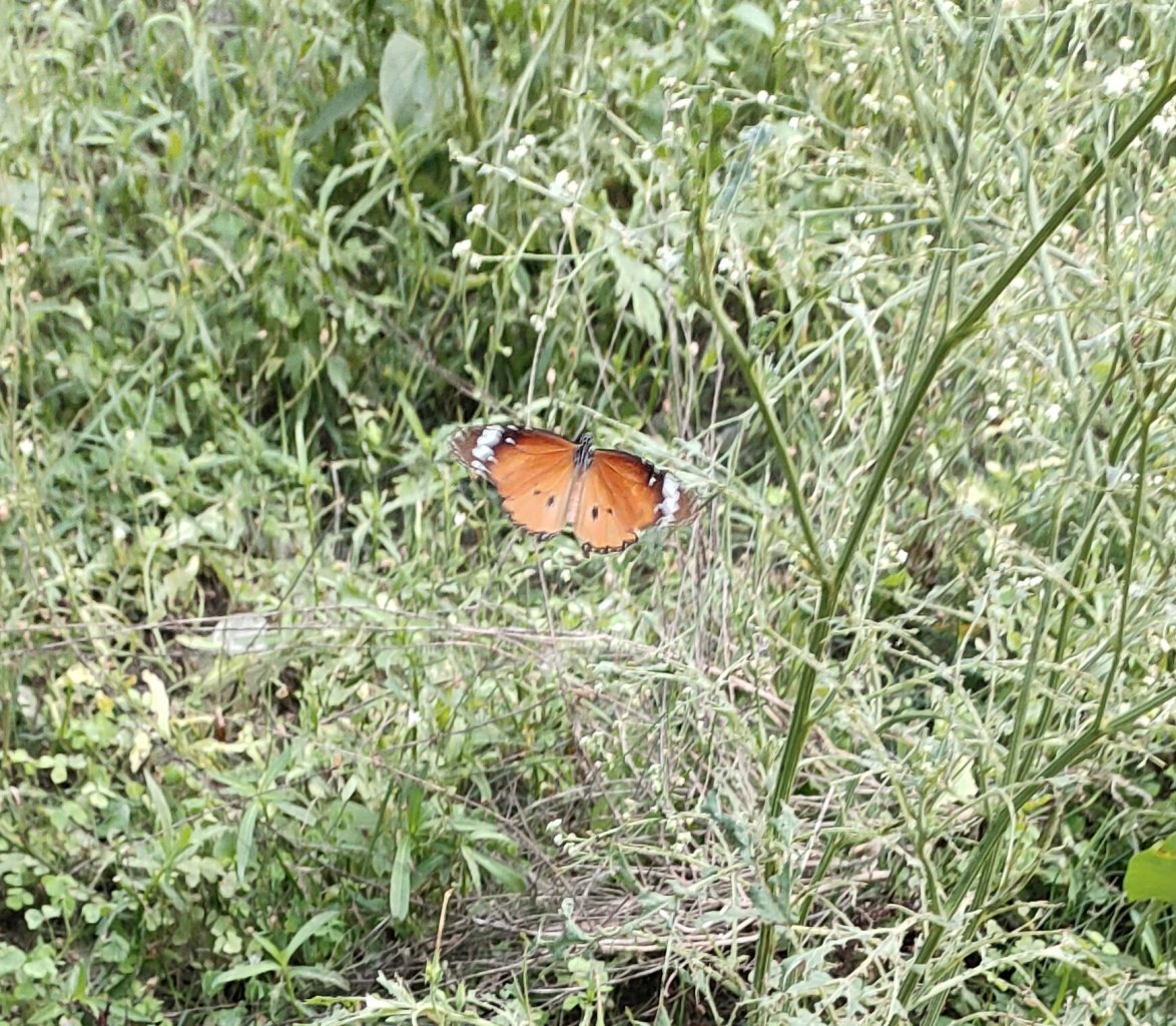 Plain Tiger
