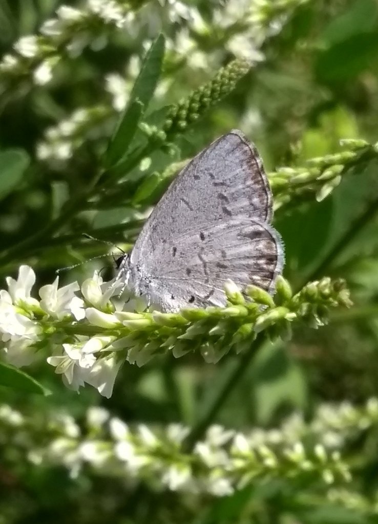 Lycaenidae image