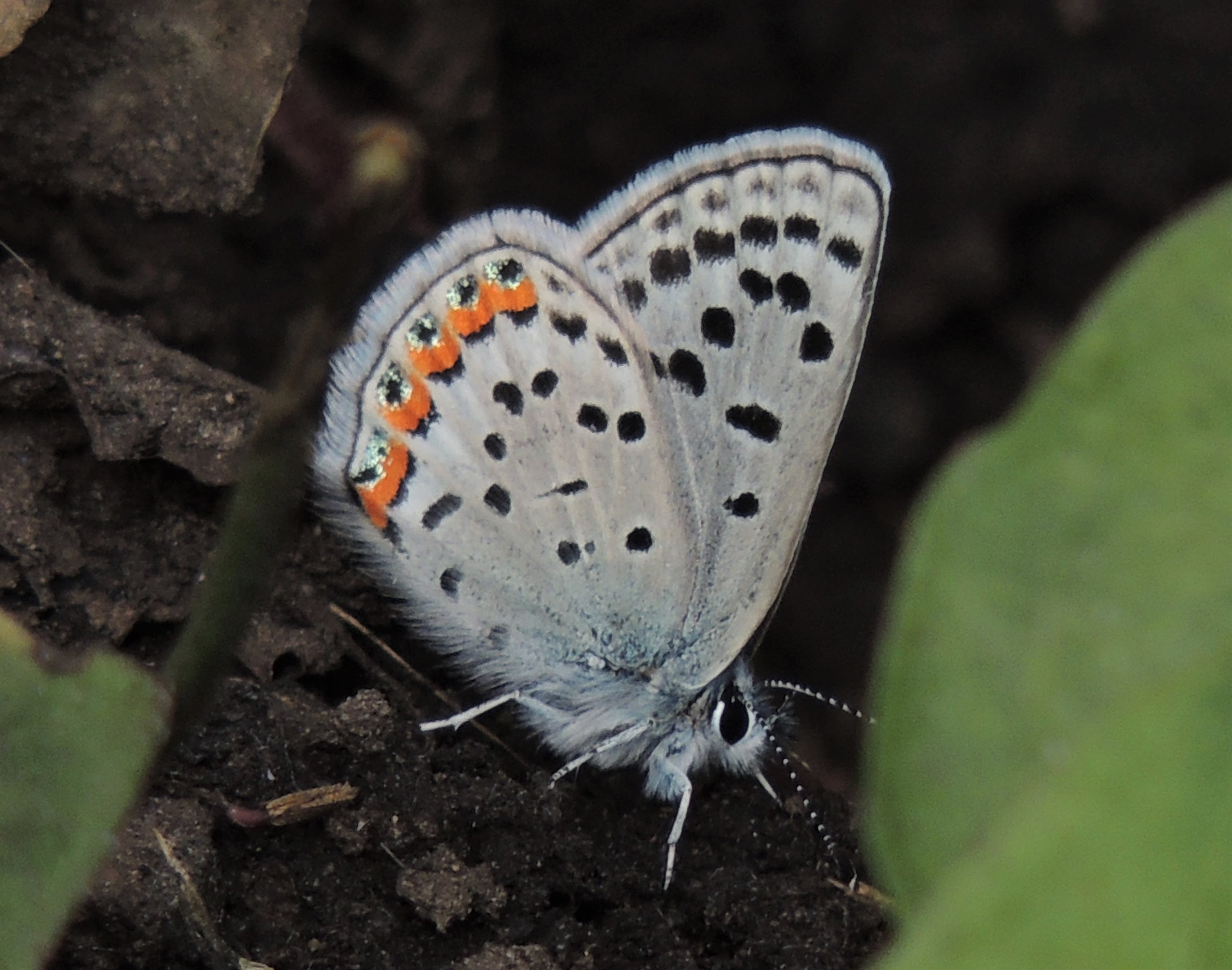 Lupine Blue Plebejus lupini (Boisduval, 1869)