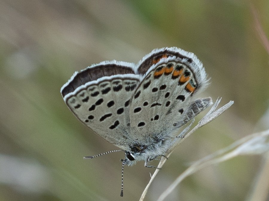 Lupine Blue Plebejus lupini (Boisduval, 1869)