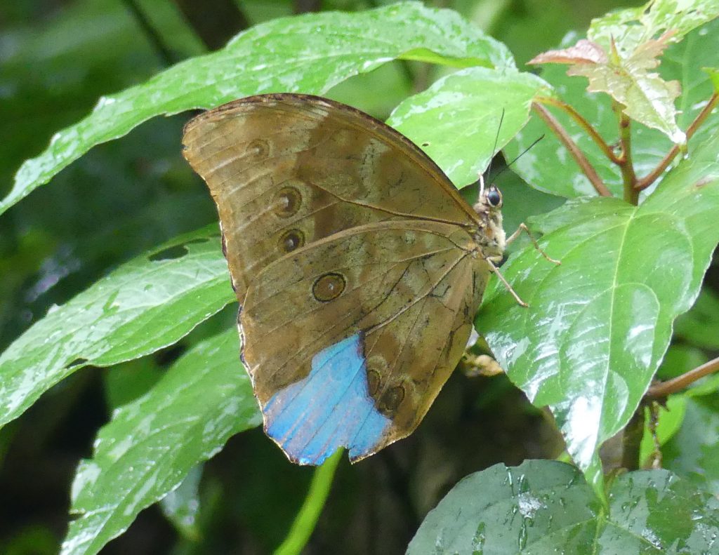 Pana Butterflies