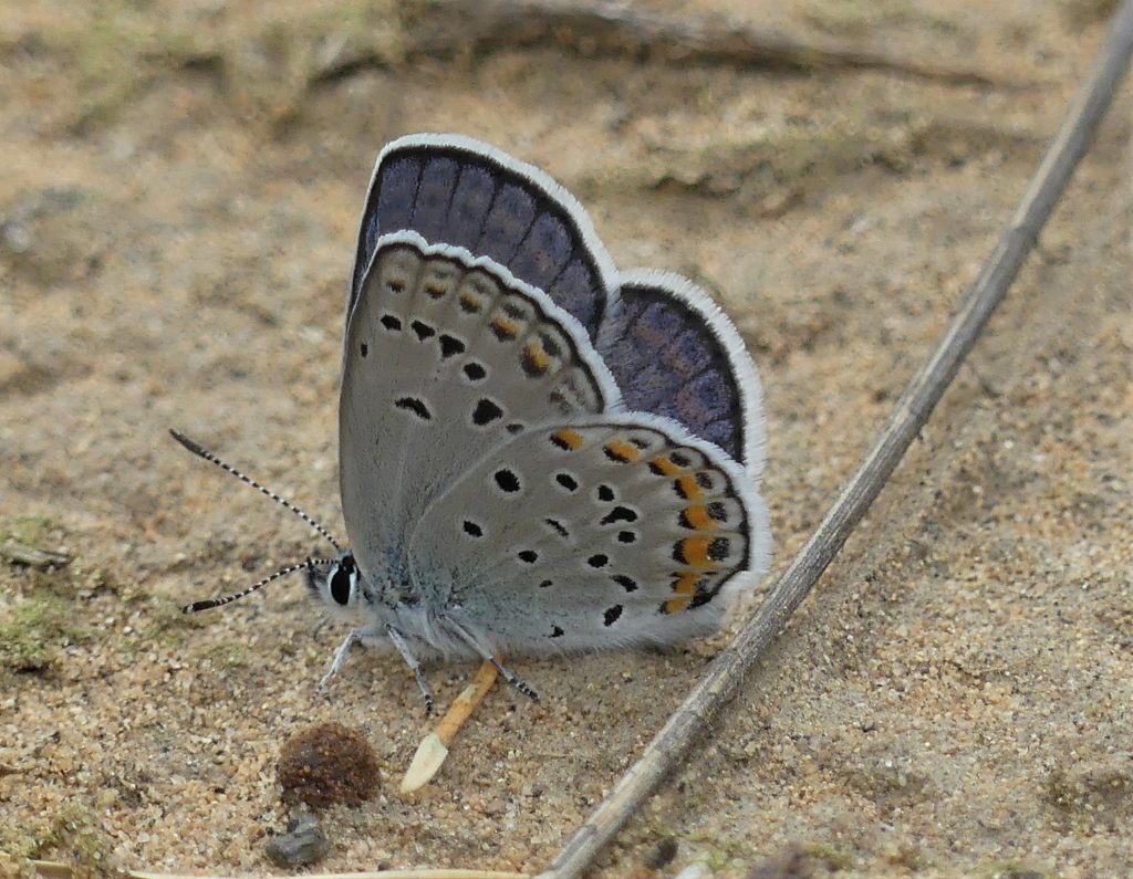 Rare Butterflies in Upstate New York eButterfly