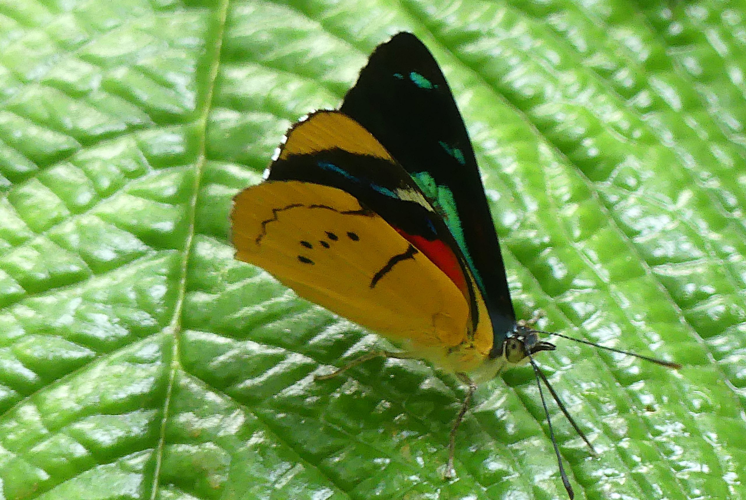 Figure 10 – Humboldt’s Perisama