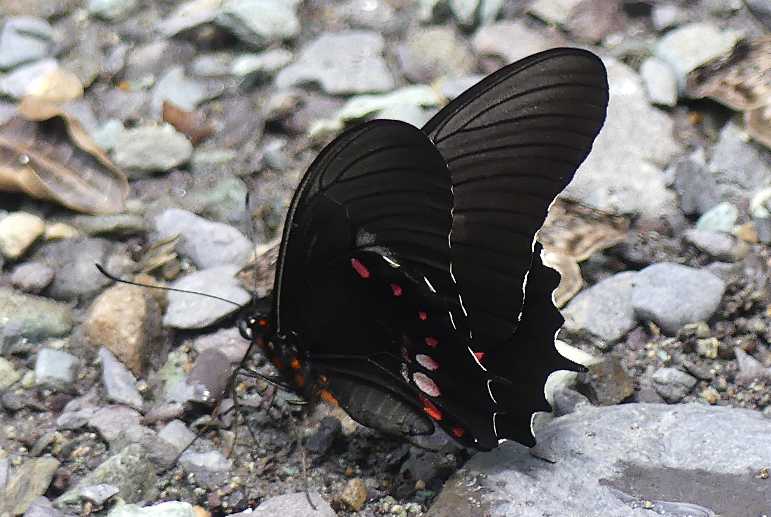 Figure 12 – Isidorus Swallowtail