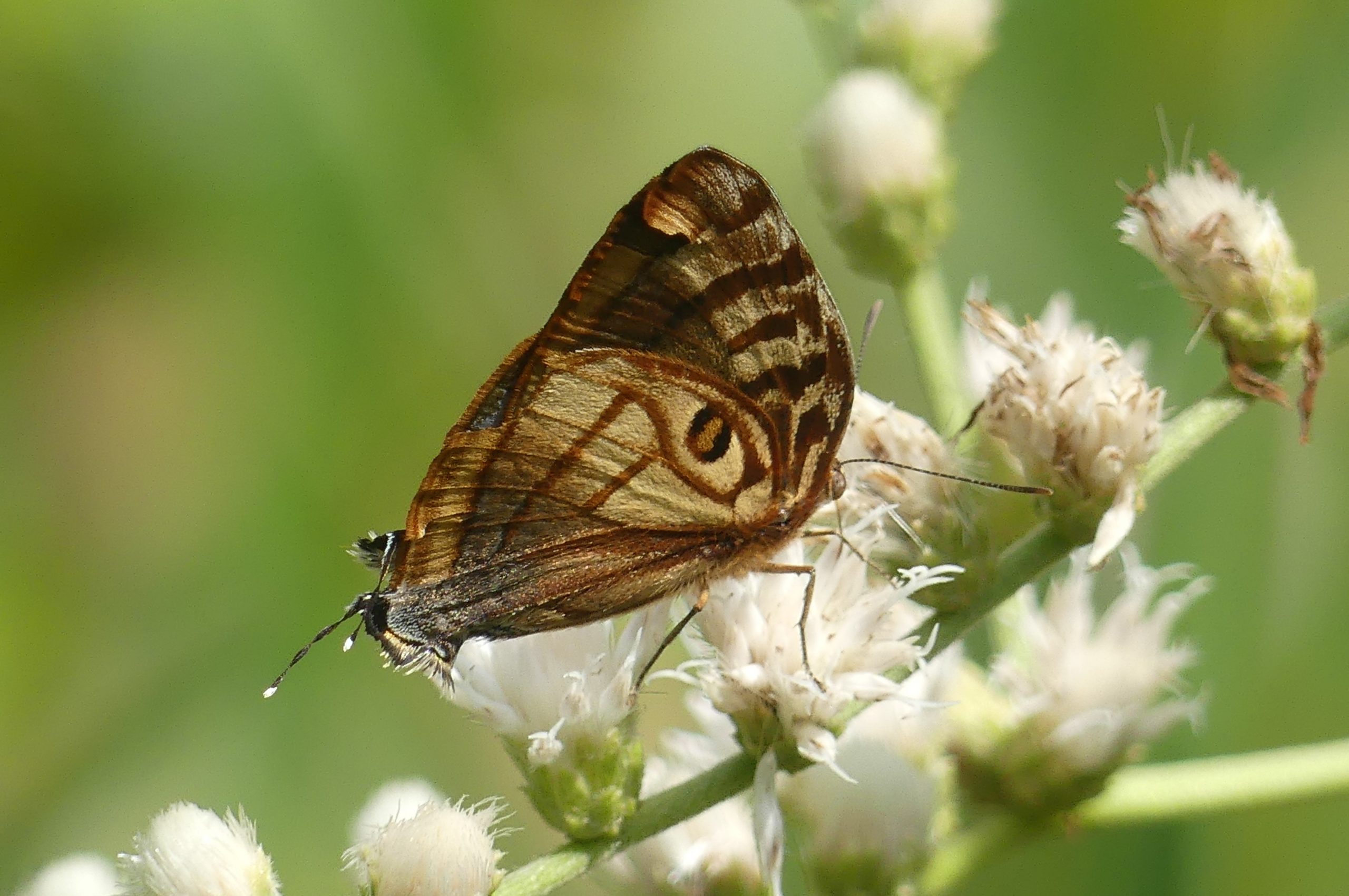 Figure 13 – Meton Hairstreak