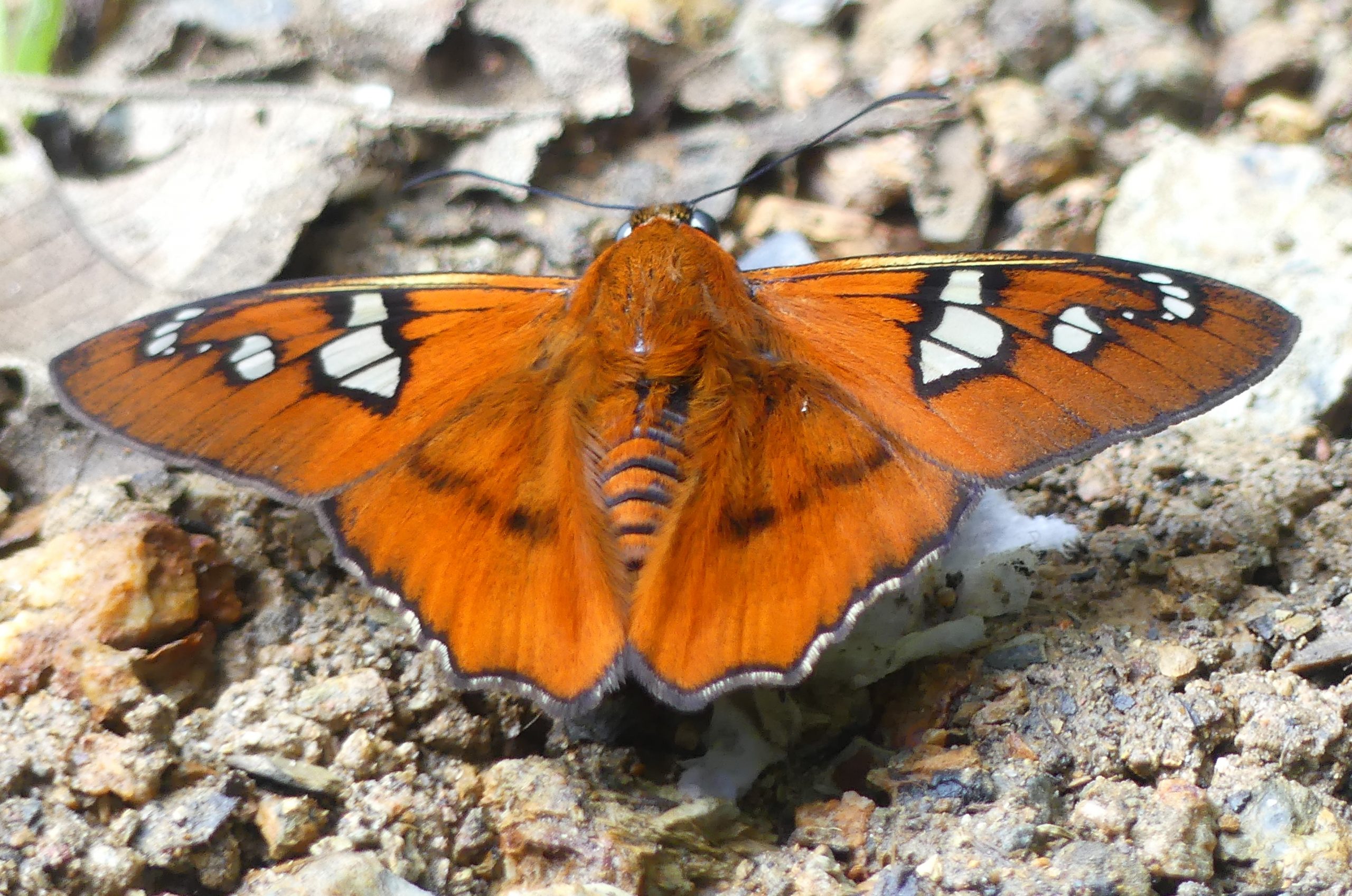 Figure 14 – Common Mycelus