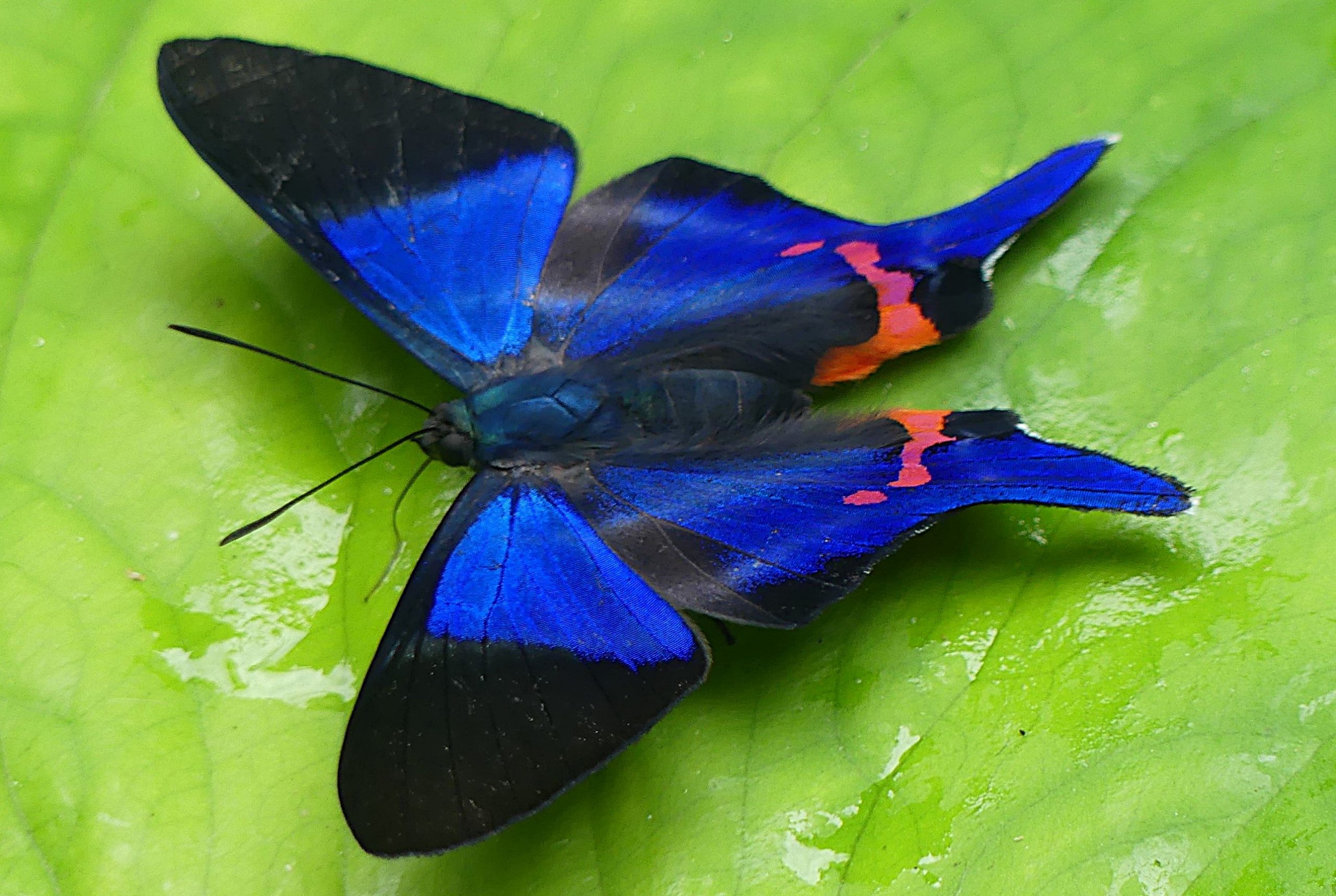 Figure 2 – Periander Metalmark