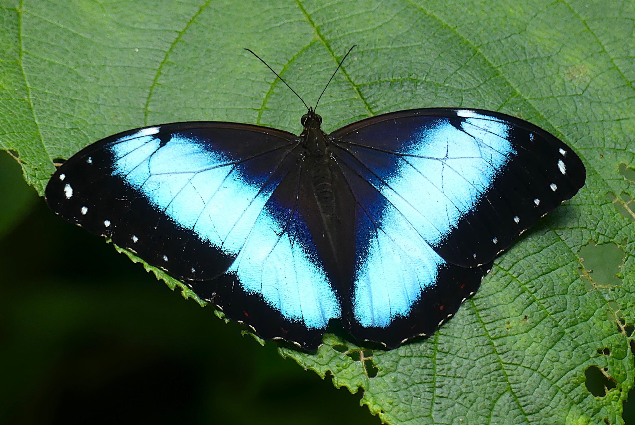 Figure 3 – Common Morpho