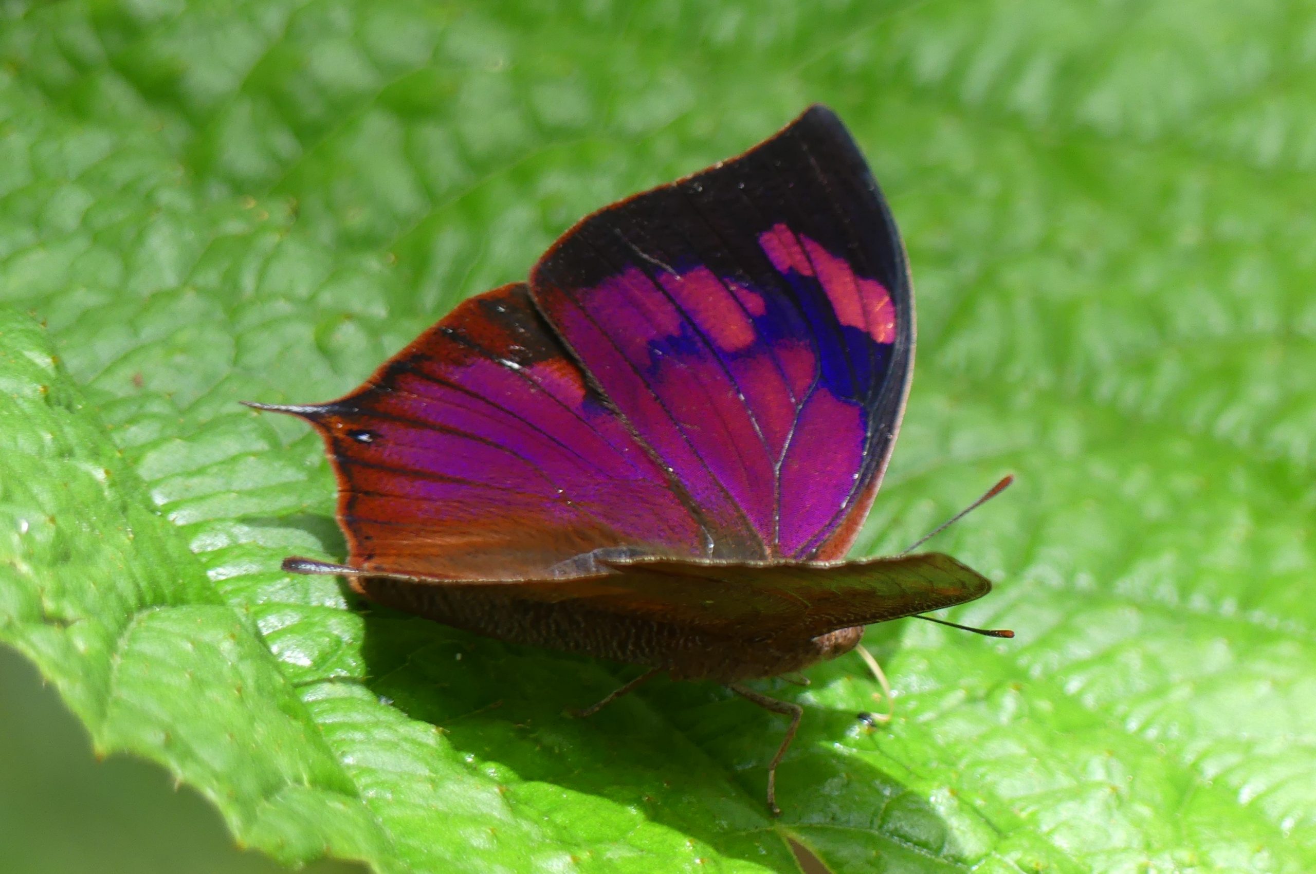Figure 4 – Noble Leafwing