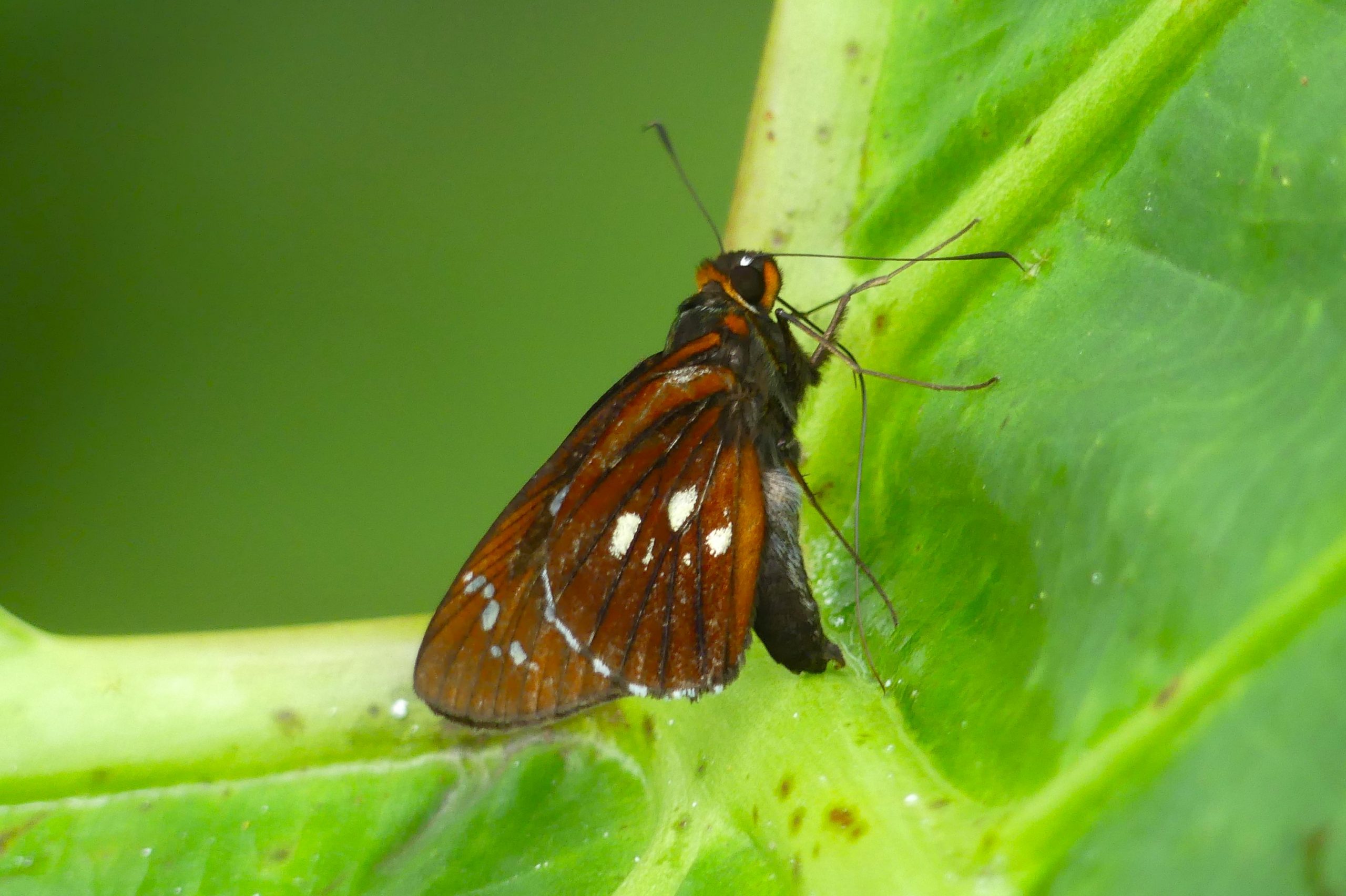 Figure 5 – Carystina mielkei