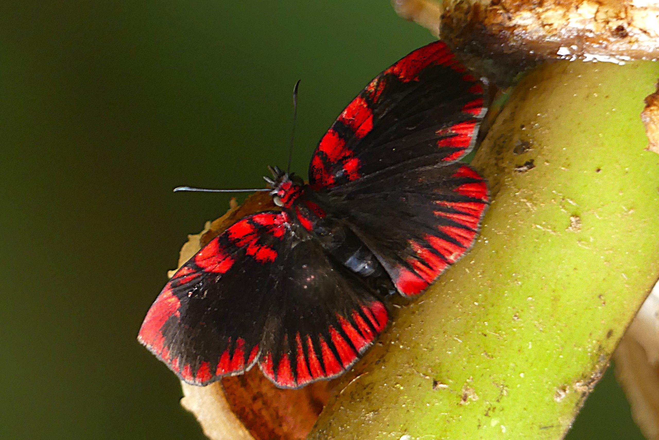 Figure 6 – Blood Red Skipper