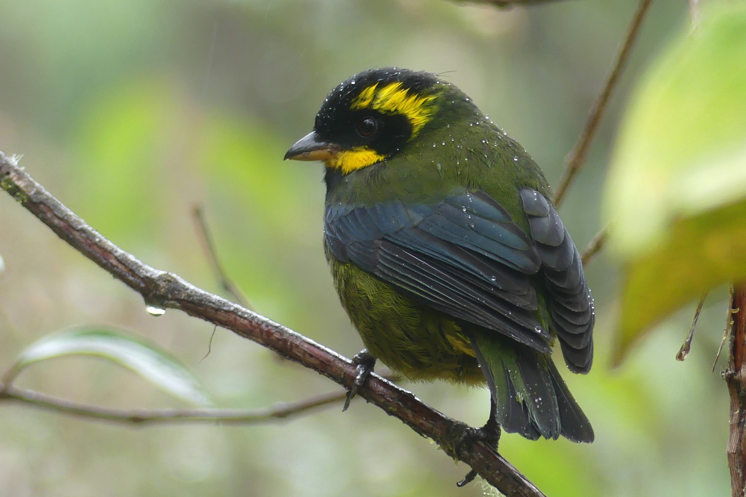 Figure 7 – Gold-ringed Tanager