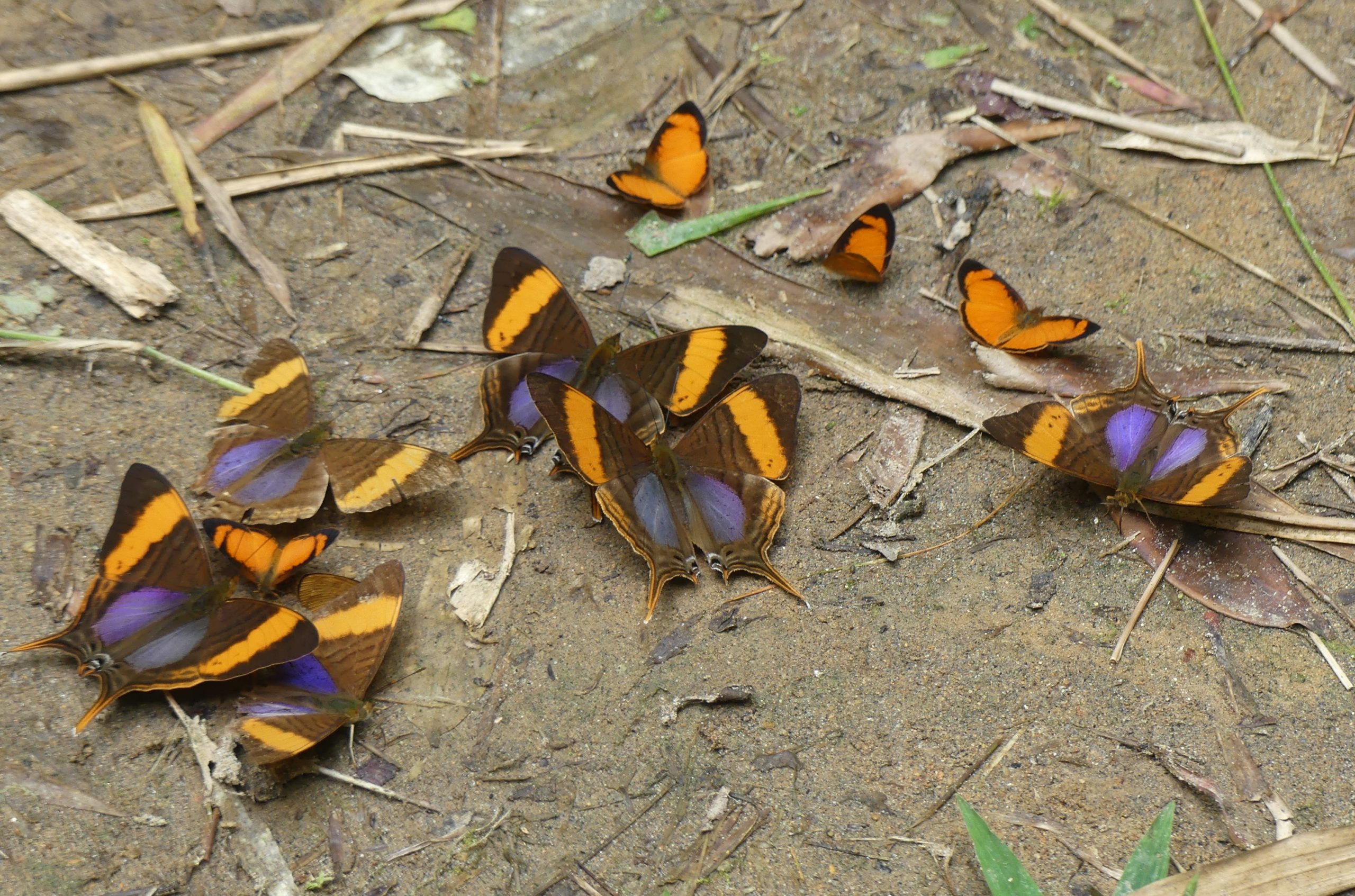 Figure 9 – Mudpuddling Orange-banded Daggerwings and Black-bordered Crescents
