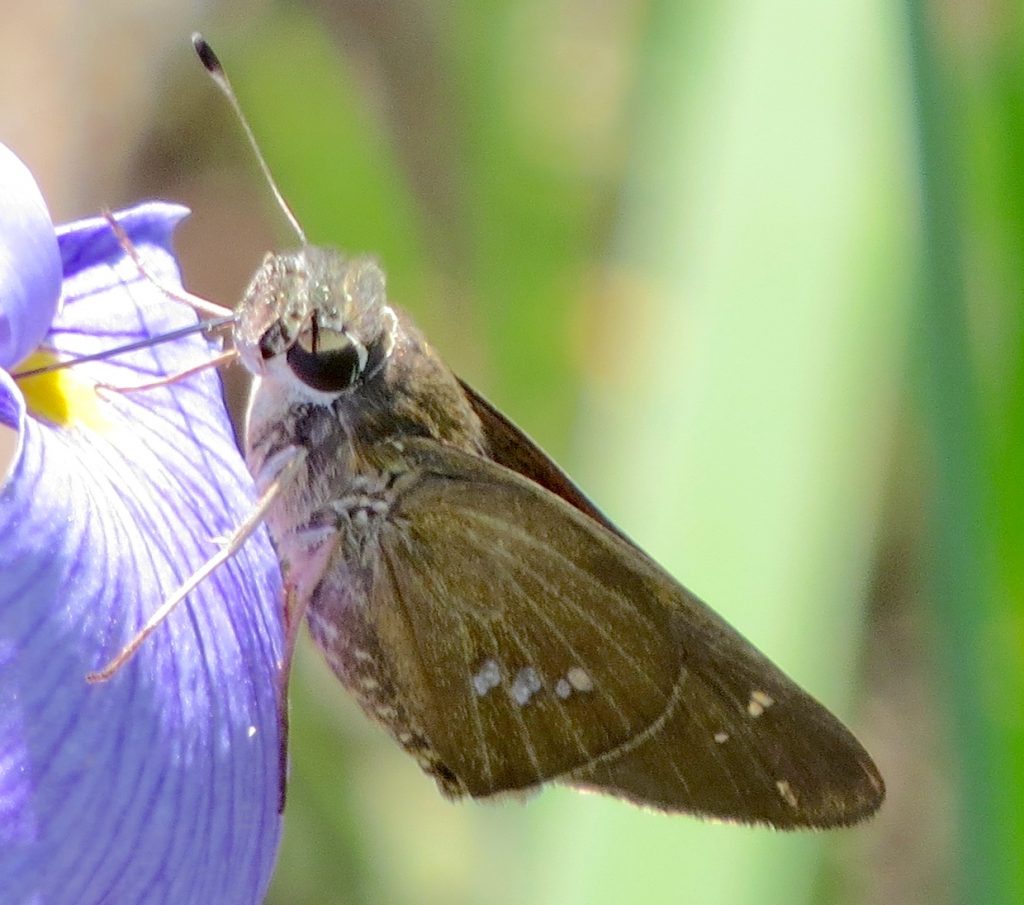 Butterfly records for south carolina 1 june 30 november 2018 